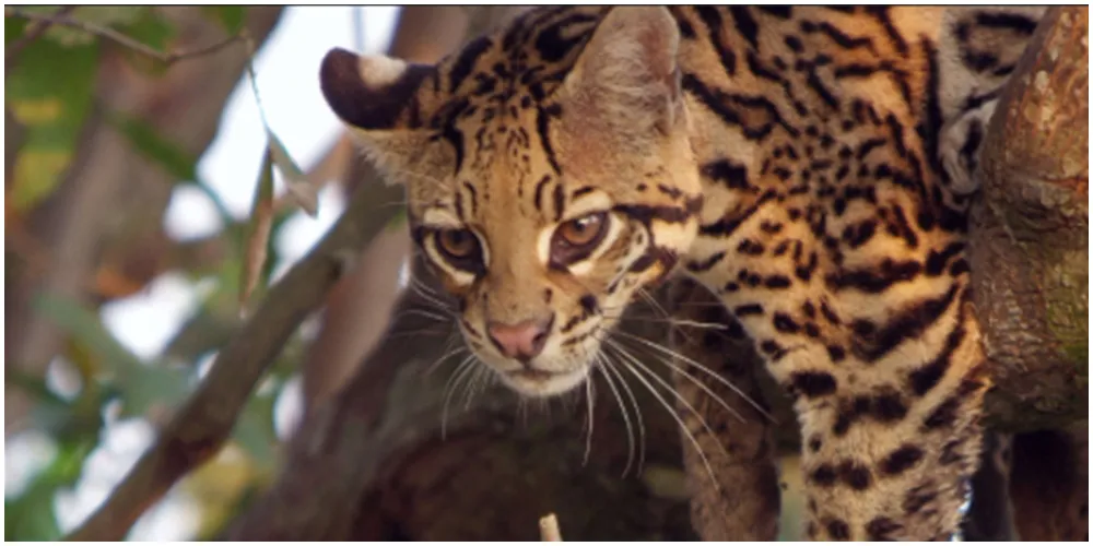 Brazil Untamed, edited by Geoff Klein, directed by Amazon Prime